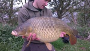 Common Carp