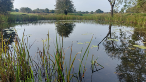 Grimley’s Pond