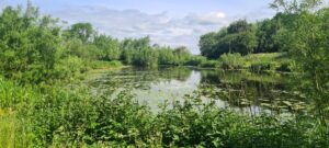 Grimley’s Pond