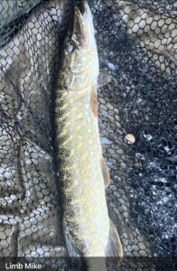 Fish of the Month 2024 – September’s Runner Up Limb Mike